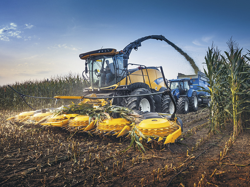 HEADS UP FOR THE MAIZE HARVEST