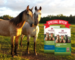 Heygates horse food special offer